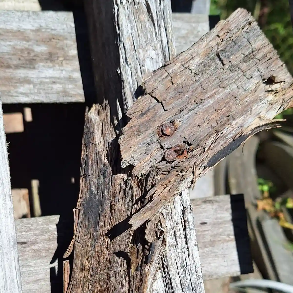Von Braunfäule befallenes Holz – charakteristische würfelförmige Risse