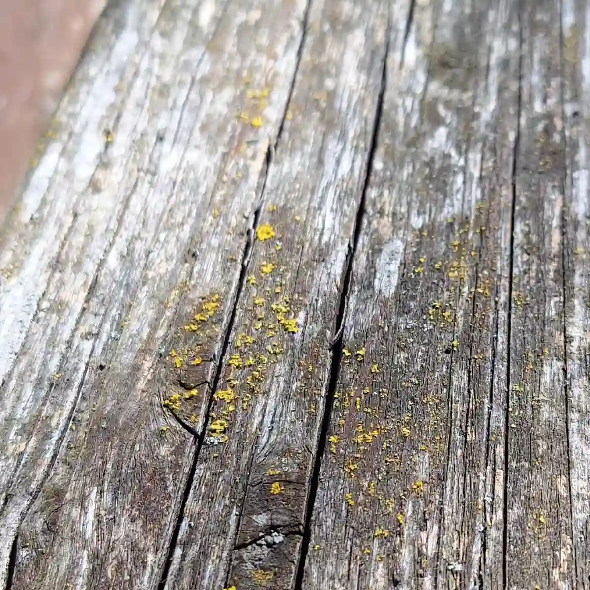 Flechten (Lichenes) auf einer Holzoberfläche