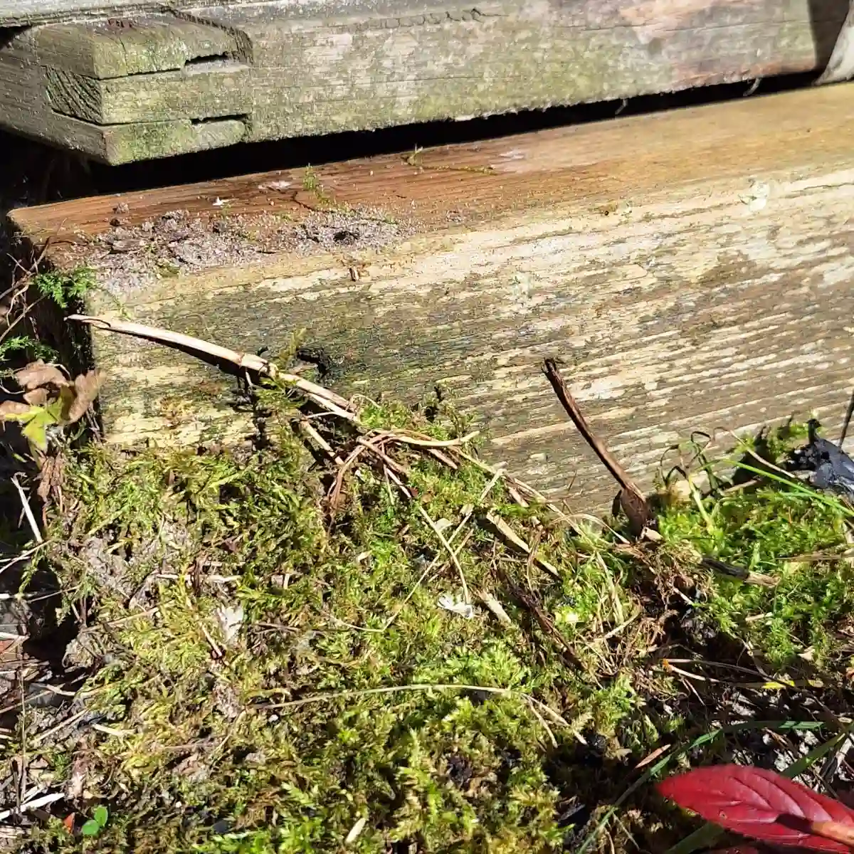 Moos (Bryophyta) bedeckt einen Holzzaun