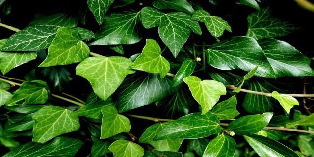 Giftige Schönheiten: Ein Überblick für Gartenfreunde