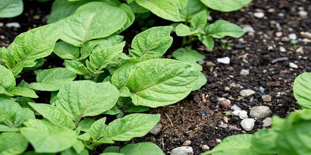 Mischkultur im Garten – welche Pflanzen passen perfekt zusammen?